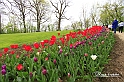 MesserTulipano_211