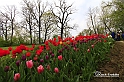 MesserTulipano_212