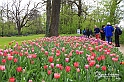 MesserTulipano_214