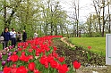MesserTulipano_215