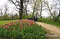 MesserTulipano_217