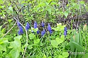 MesserTulipano_218