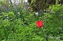 MesserTulipano_219
