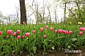 MesserTulipano_220