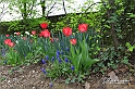 MesserTulipano_221