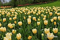 MesserTulipano_222