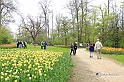 MesserTulipano_223