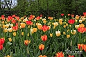 MesserTulipano_224