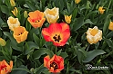 MesserTulipano_225