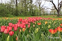 MesserTulipano_226