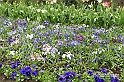 MesserTulipano_228