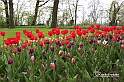 MesserTulipano_235