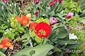 MesserTulipano_236
