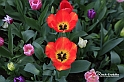 MesserTulipano_245