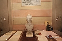 MesserTulipano_313