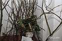 MesserTulipano_379