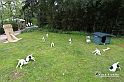 MesserTulipano_390