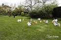 MesserTulipano_535