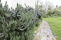MesserTulipano_536