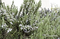 MesserTulipano_537
