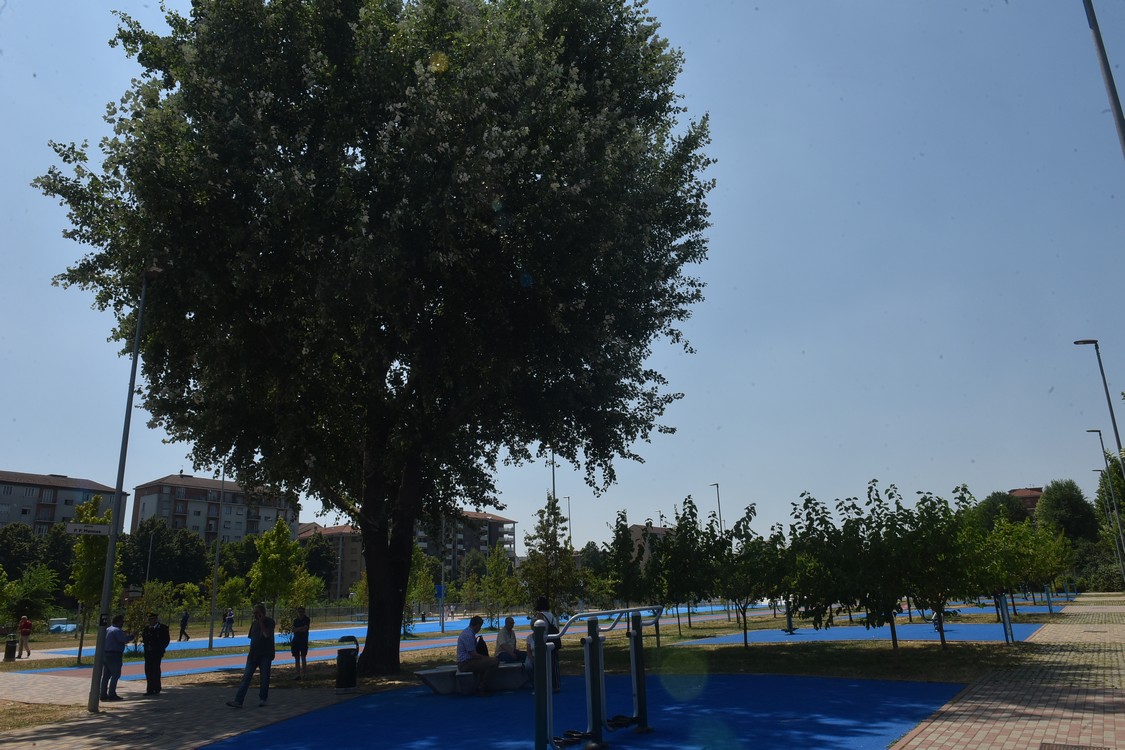 MAS_7857.jpg