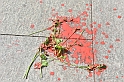 MAS_1527