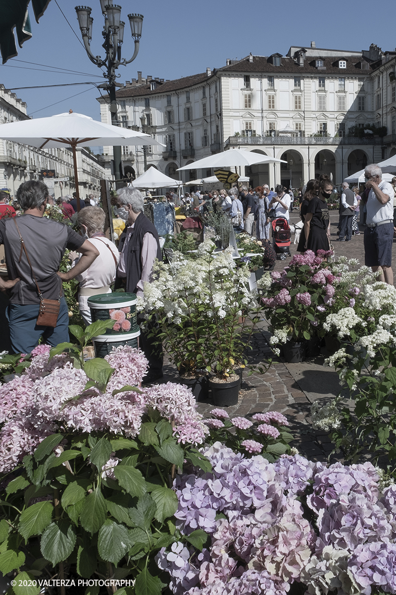 _DSF0014.jpg - 28/06/2020. Torino. Si rinnova l'appuntamento con i vivaisti e con i produttori Agricoli in Piazza Vittorio. AgriFlor Ã¨ realizzato in collaborazione con Rinascente, partner dellâ€™iniziativa. Lo Store in via Lagrange ha ospitato â€œiniziative e talkâ€� allâ€™interno dellâ€™Exhibition Area al piano -1, giÃ  allestita a tema Design&Green con unâ€™incredibile varietÃ  di fiori e piante. Nella foto lo spazio dedicato alla manifestazione in piazza Vittorio Veneto.