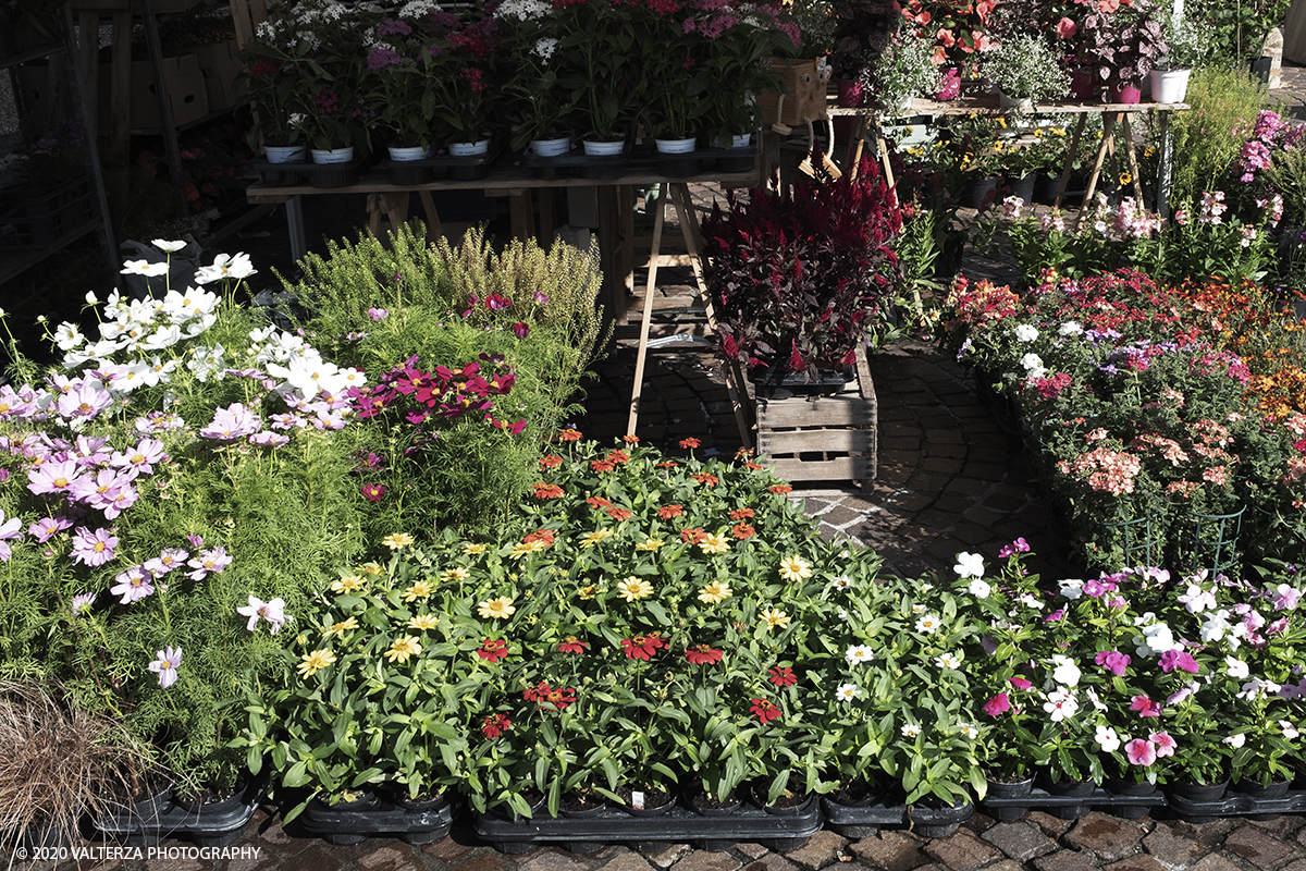 _DSF9776.jpg - 28/06/2020. Torino. Si rinnova l'appuntamento con i vivaisti e con i produttori Agricoli in Piazza Vittorio. AgriFlor Ã¨ realizzato in collaborazione con Rinascente, partner dellâ€™iniziativa. Lo Store in via Lagrange ha ospitato â€œiniziative e talkâ€� allâ€™interno dellâ€™Exhibition Area al piano -1, giÃ  allestita a tema Design&Green con unâ€™incredibile varietÃ  di fiori e piante. Nella foto essenze varie esposte in piazza Vittorio Veneto.