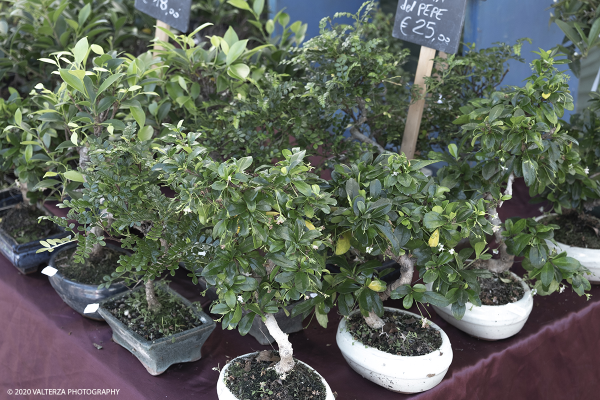 _DSF9854.jpg - 28/06/2020. Torino. Si rinnova l'appuntamento con i vivaisti e con i produttori Agricoli in Piazza Vittorio. AgriFlor Ã¨ realizzato in collaborazione con Rinascente, partner dellâ€™iniziativa. Lo Store in via Lagrange ha ospitato â€œiniziative e talkâ€� allâ€™interno dellâ€™Exhibition Area al piano -1, giÃ  allestita a tema Design&Green con unâ€™incredibile varietÃ  di fiori e piante. Nella foto bonsai provenienti da vivaisti piemontesi specializzati in essenze di origine orientale.