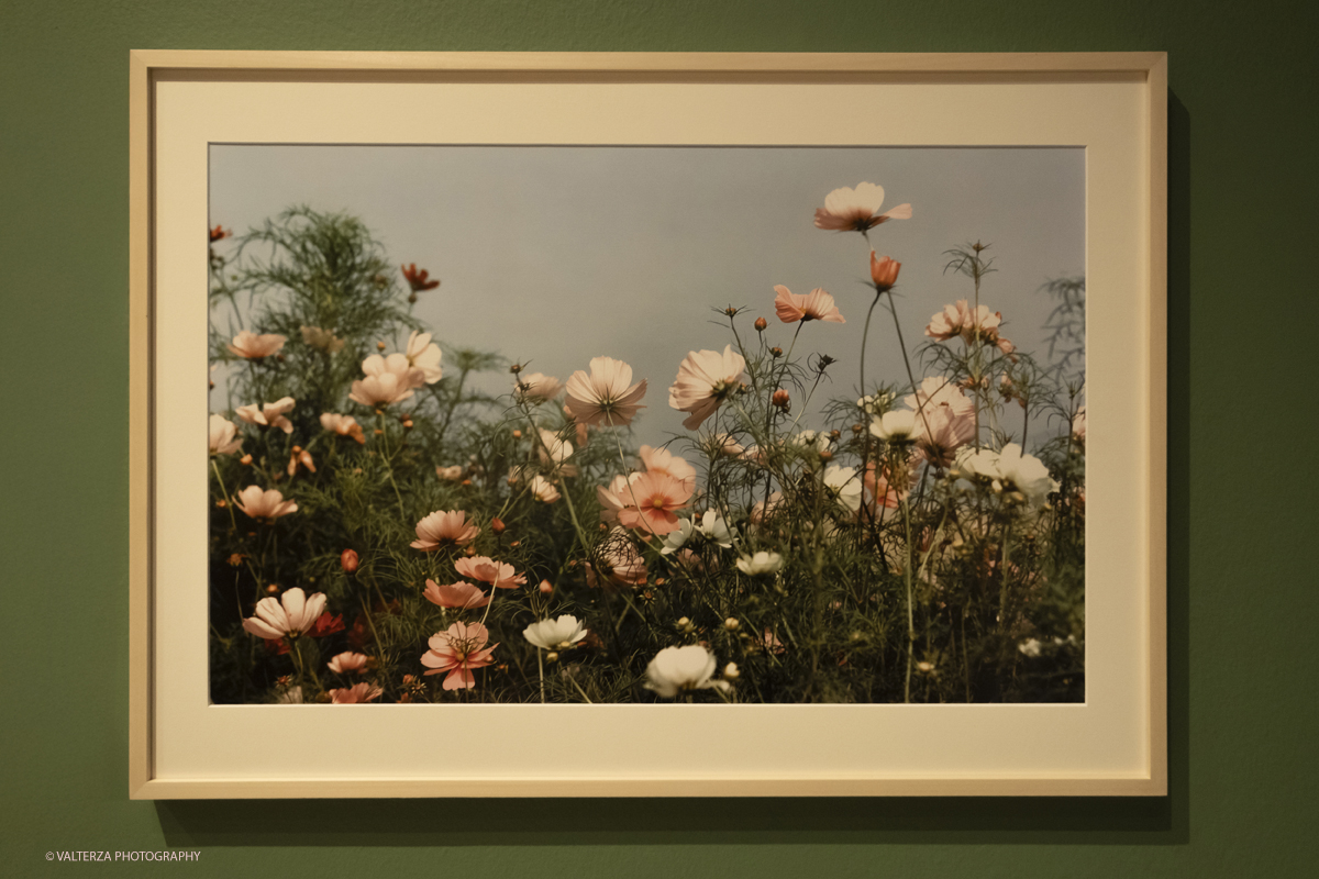 _DSF8670.jpg - 12-06-2025. Turin . Camera . Alfred Eisenstaedt installation. The picture ,  Cosmos flower Martha's Vineyard USA 1980