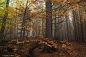 RDVNFR010620DE