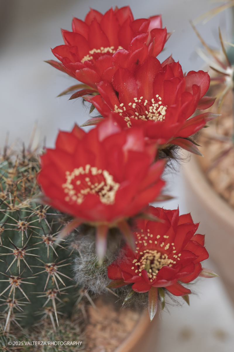 _G3I2064.jpg - 24/05/2025. Torino.  FLOR Primavera 2025 ai Giardini reali. Nella foto Chamaecereus Silvestrii - Cactus resistente al freddo