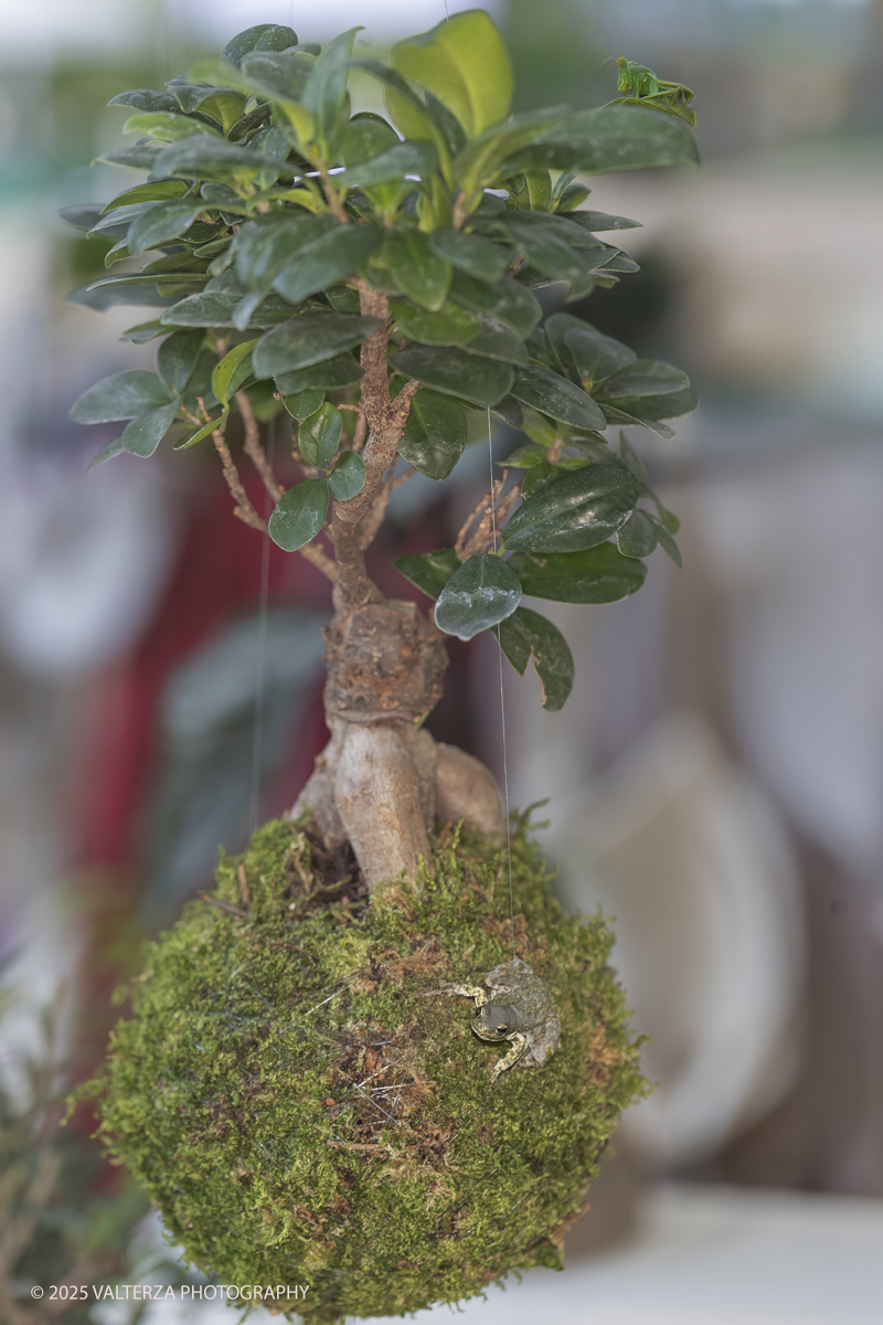 _G3I2070.jpg - 24/05/2025. Torino.  FLOR Primavera 2025 ai Giardini reali. Nella foto realizzazioni di KOKEDAMA  (Sfera di muschio)
