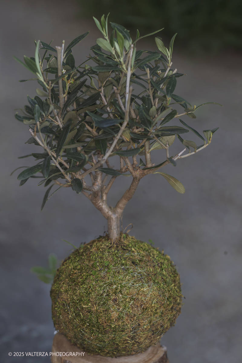 _G3I2074.jpg - 24/05/2025. Torino.  FLOR Primavera 2025 ai Giardini reali. Nella foto realizzazioni di KOKEDAMA  (Sfera di muschio)