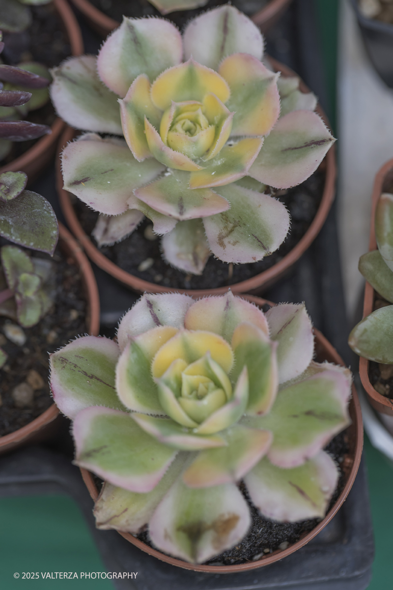 _G3I2079.jpg - 24/05/2025. Torino.  FLOR Primavera 2025 ai Giardini reali. Nella foto Aeonium Pink Witch - bellissima succulenta - foglia di propagazione