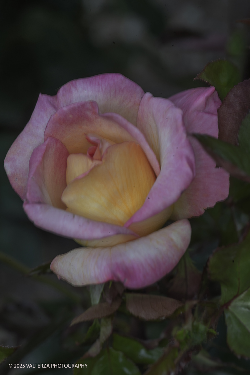 _G3I2101.jpg - 24/05/2025. Torino.  FLOR Primavera 2025 ai Giardini realia. Nella foto piante di rose in fiore in vendita