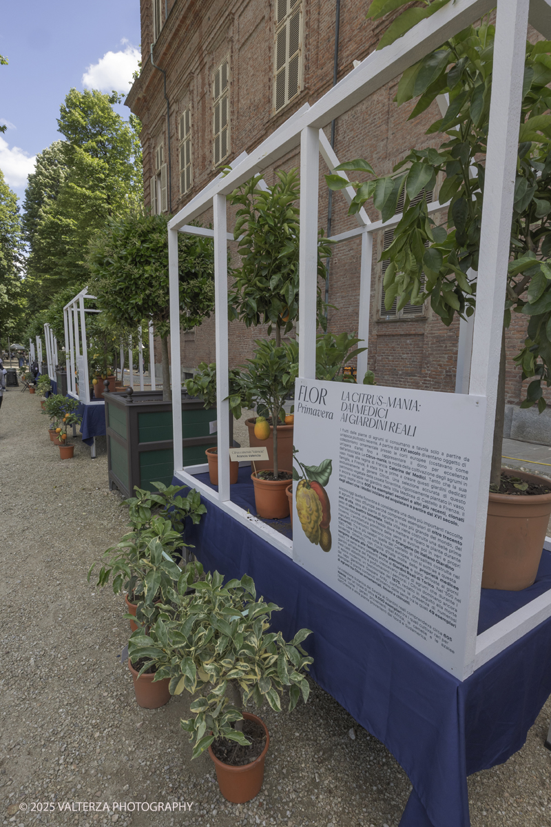 _G5A8292.jpg - 24/05/2025. Torino.  FLOR Primavera 2025 ai Giardini reali. Nella foto mostra della collezione â€œCitrusâ€�, dedicata agli agrumi ripercorrendo il collezionismo di queste piante cominciato da Caterina deâ€™ Medici