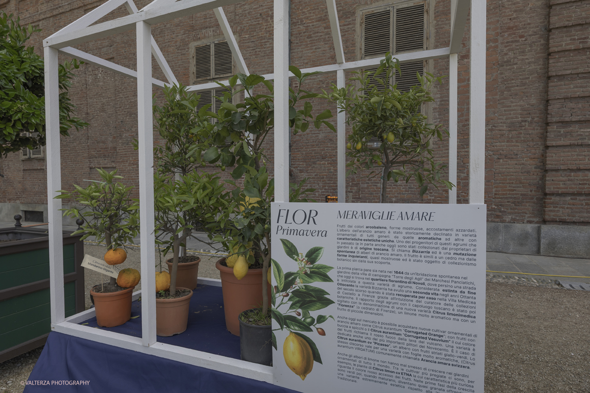 _G5A8296.jpg - 24/05/2025. Torino.  FLOR Primavera 2025 ai Giardini realia. Nella foto mostra della collezione â€œCitrusâ€�, dedicata agli agrumi ripercorrendo il collezionismo di queste piante cominciato da Caterina deâ€™ Medici