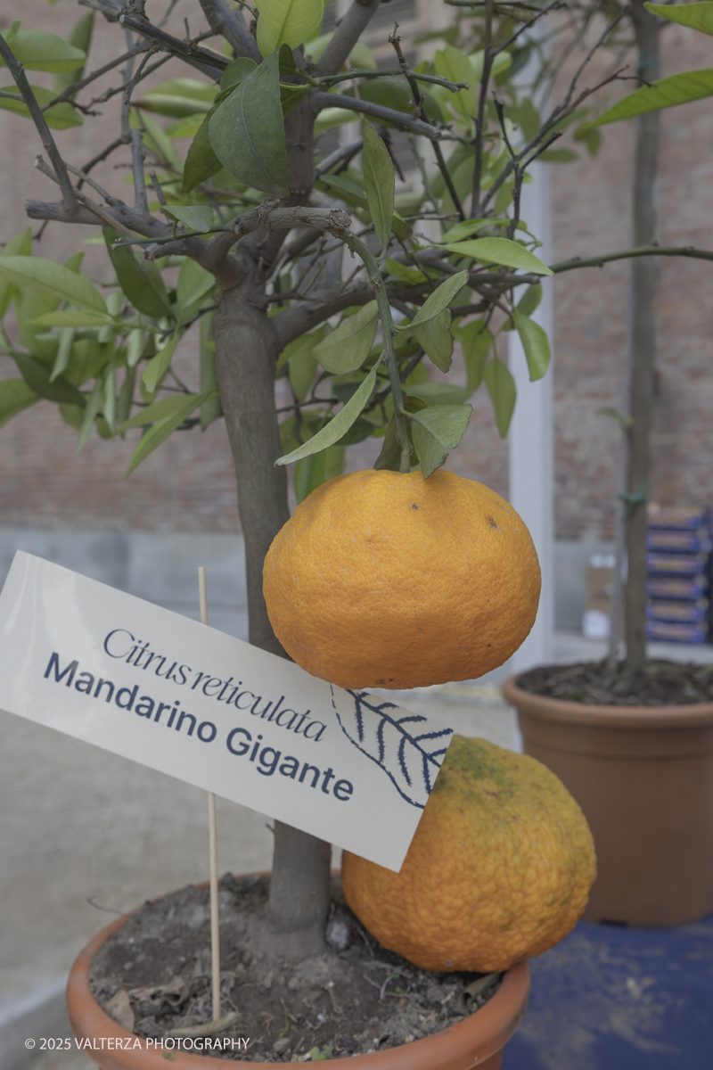 _G5A8299.jpg - 24/05/2025. Torino.  FLOR Primavera 2025 ai Giardini realia. Nella foto mostra della collezione â€œCitrusâ€�, dedicata agli agrumi ripercorrendo il collezionismo di queste piante cominciato da Caterina deâ€™ Medici