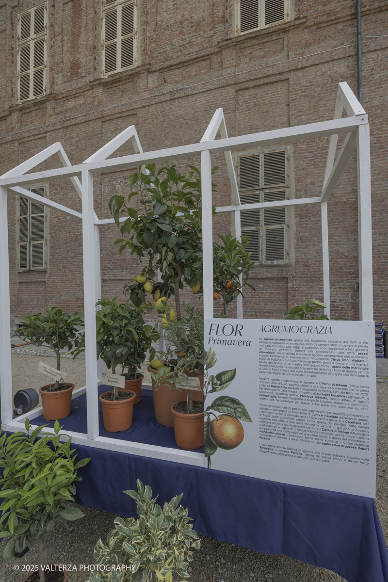_G5A8303.jpg - 24/05/2025. Torino.  FLOR Primavera 2025 ai Giardini realia. Nella foto mostra della collezione â€œCitrusâ€�, dedicata agli agrumi ripercorrendo il collezionismo di queste piante cominciato da Caterina deâ€™ Medici