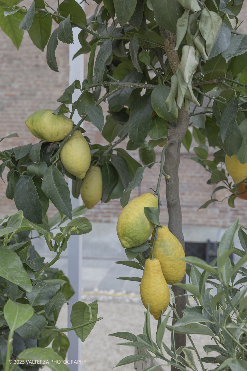 _G5A8306.jpg - 24/05/2025. Torino.  FLOR Primavera 2025 ai Giardini realia. Nella foto mostra della collezione â€œCitrusâ€�, dedicata agli agrumi ripercorrendo il collezionismo di queste piante cominciato da Caterina deâ€™ Medici