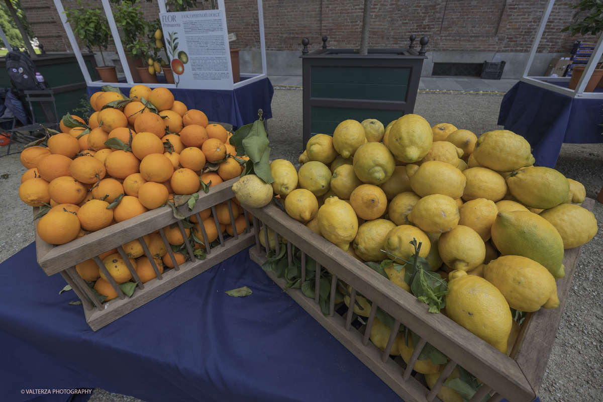 _G5A8311.jpg - 24/05/2025. Torino.  FLOR Primavera 2025 ai Giardini realia. Nella foto mostra della collezione â€œCitrusâ€�, dedicata agli agrumi ripercorrendo il collezionismo di queste piante cominciato da Caterina deâ€™ Medici