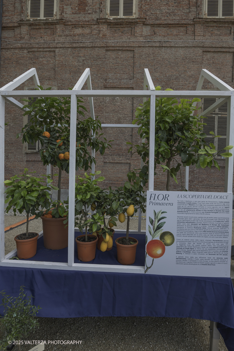 _G5A8314.jpg - 24/05/2025. Torino.  FLOR Primavera 2025 ai Giardini realia. Nella foto mostra della collezione â€œCitrusâ€�, dedicata agli agrumi ripercorrendo il collezionismo di queste piante cominciato da Caterina deâ€™ Medici