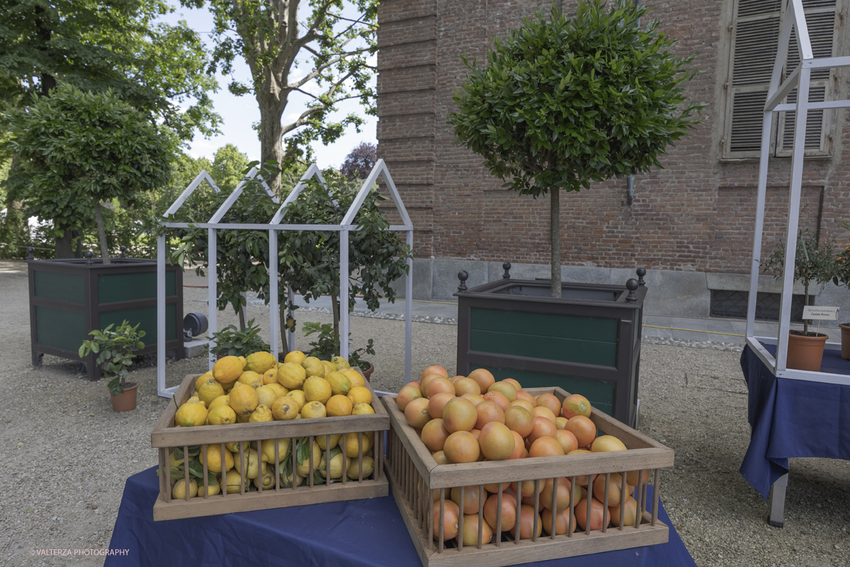 _G5A8317.jpg - 24/05/2025. Torino.  FLOR Primavera 2025 ai Giardini realia. Nella foto mostra della collezione â€œCitrusâ€�, dedicata agli agrumi ripercorrendo il collezionismo di queste piante cominciato da Caterina deâ€™ Medici