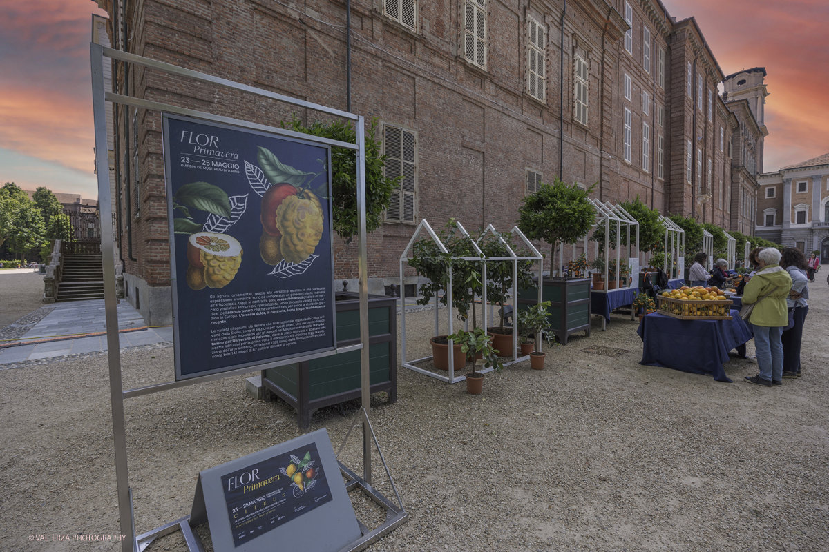 _G5A8319.jpg - 24/05/2025. Torino.  FLOR Primavera 2025 ai Giardini realia. Nella foto mostra della collezione â€œCitrusâ€�, dedicata agli agrumi ripercorrendo il collezionismo di queste piante cominciato da Caterina deâ€™ Medici