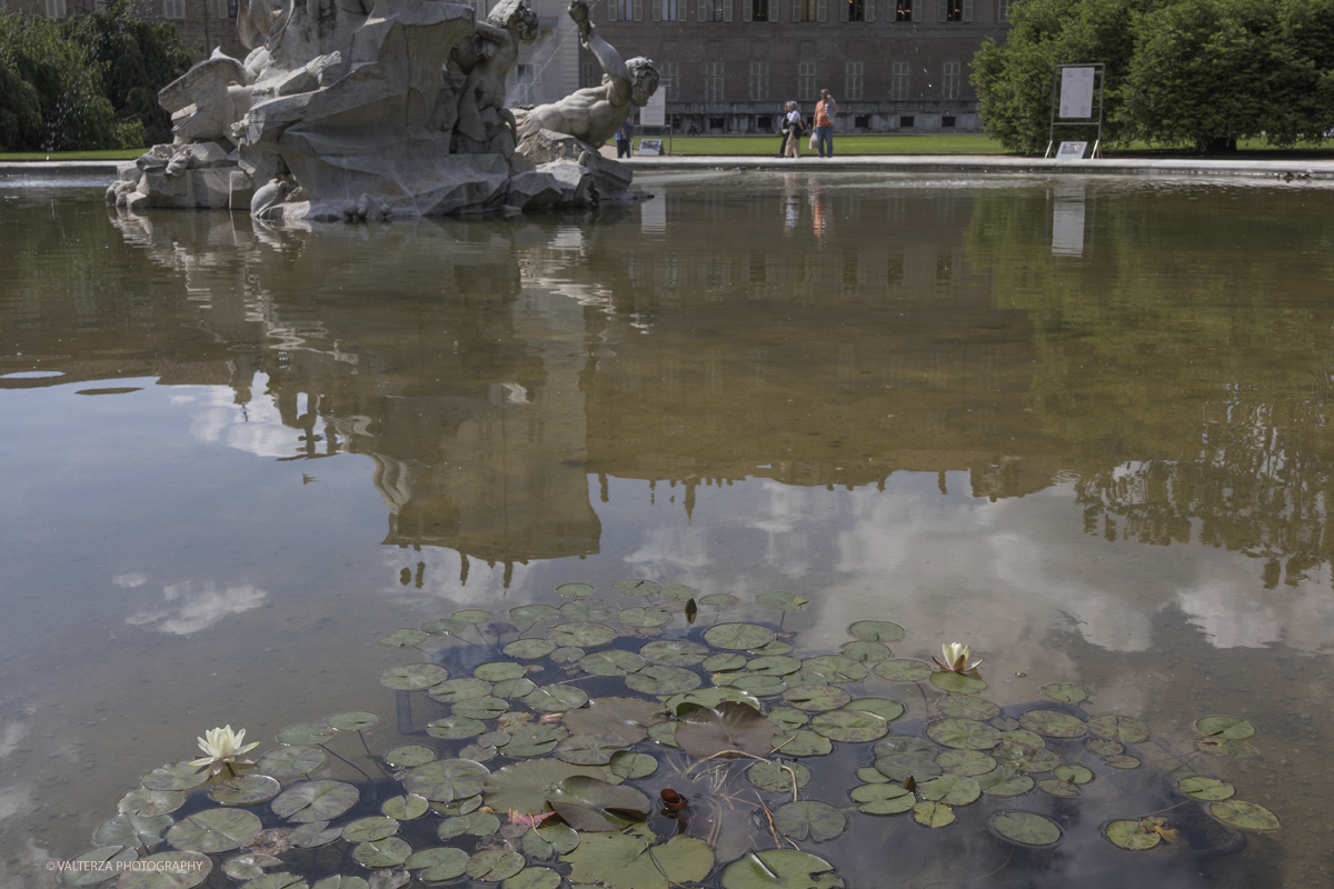 _G5A8367.jpg - 24/05/2025. Torino.  FLOR Primavera 2025 ai Giardini realia. Nella foto varietÃ  di antiche ninfee, ibridate dal celebre vivaio francese Latour-Marliac tra fine Ottocento e inizio Novecento, che Claude Monet acquistÃ² per i giardini di Giverny e riprodusse nei suoi celeberrimi dipinti.