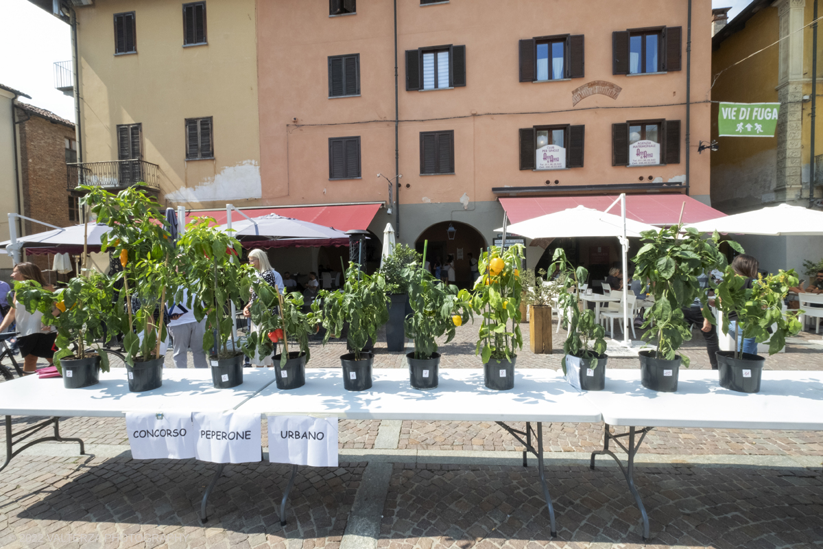 DSCF2140.jpg - 04/09/2022. Carmagnola. Nell'ambito della 73^ edizione della fiera Fiera Ã¨ andato in scena il peperone day 2022 , torna la nuova edizione della Festa di Re Peperone e della Bela Povronera, con sfilata delle maschere. Nella foto  le piante di peperoni selezionate per il conccorso peperone urbano (prodotto in casa)