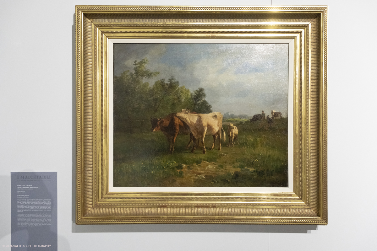 _DSF4213.jpg - 02/02/2024. Torino. I Macchiaioli e la pittura en plein air tra Francia e Italia, al Mastio della Cittadella fino al 1Â° aprile 2024 la mostra con 90 dipinti di 30 artisti. Nella foto Constant Troyon, Vache charollaise qui se frotte