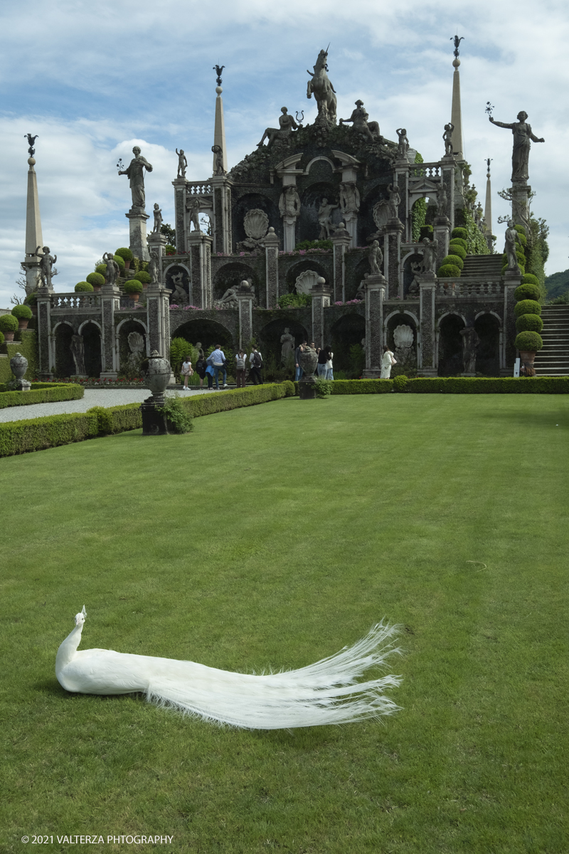 _DSF3815.jpg - 02/05/2021. Stresa. Dal weekend appena trascorso i visitatori possono ammirare le fioriture dei giardini e riscoprire i tesori storici e artistici nel palazzo Borromeo dell'Isola Bella. Nella foto veduta del Teatro Massimo