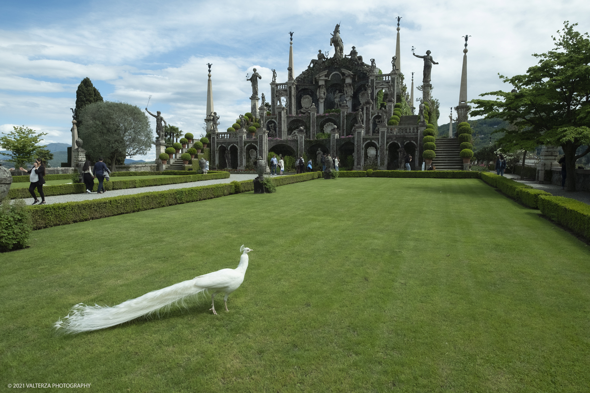 _DSF3821.jpg - 02/05/2021. Stresa. Dal weekend appena trascorso i visitatori possono ammirare le fioriture dei giardini e riscoprire i tesori storici e artistici nel palazzo Borromeo dell'Isola Bella. Nella foto veduta del Teatro Massimo